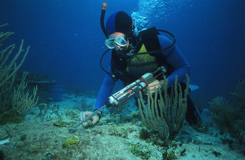 Marine biologist scuba diving underwater and collecting samples near coral with research equipment.