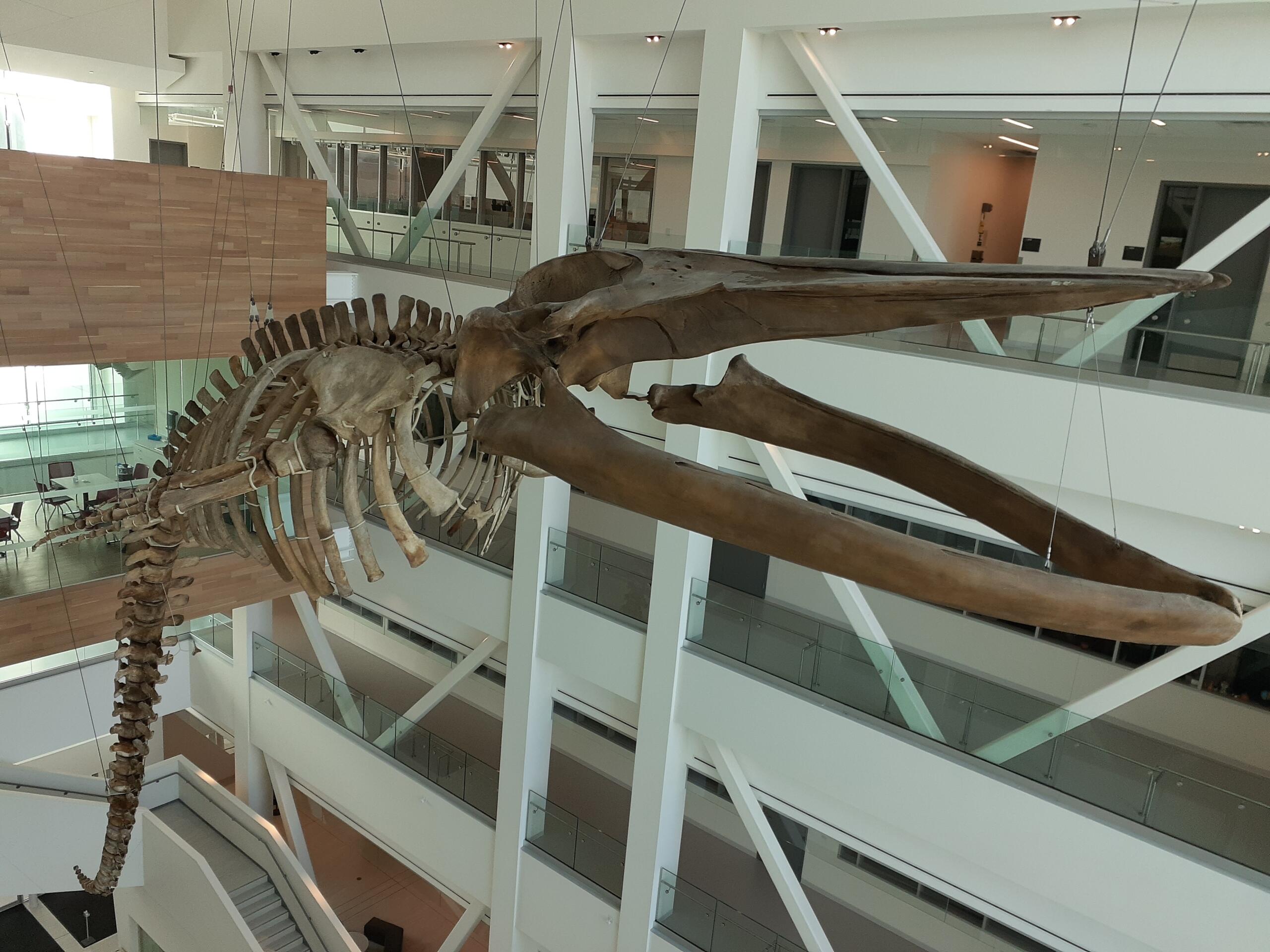Large hanging whale skeleton inside the science building at Memorial University of Newfoundland.