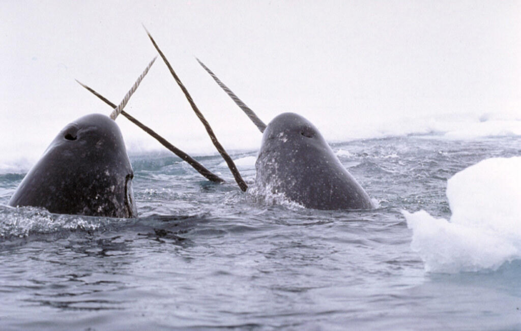 Two narwhals breaking through Arctic sea ice, their long spiral tusks visible above the water in a cold, icy landscape.