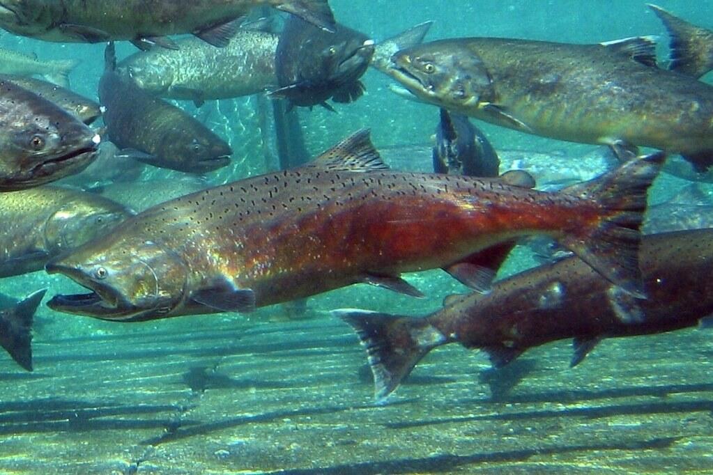 School of Chinook salmon swimming upstream in clear water, showcasing their strong, streamlined bodies and speckled scales.