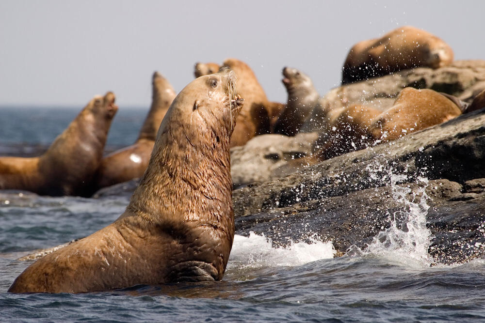 A group of Steller sea lions lounging on rocky shores, with one large male rising from the water, showing his massive body and thick brown fur while waves splash against the rocks.