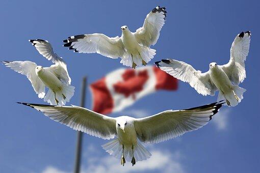 Birds