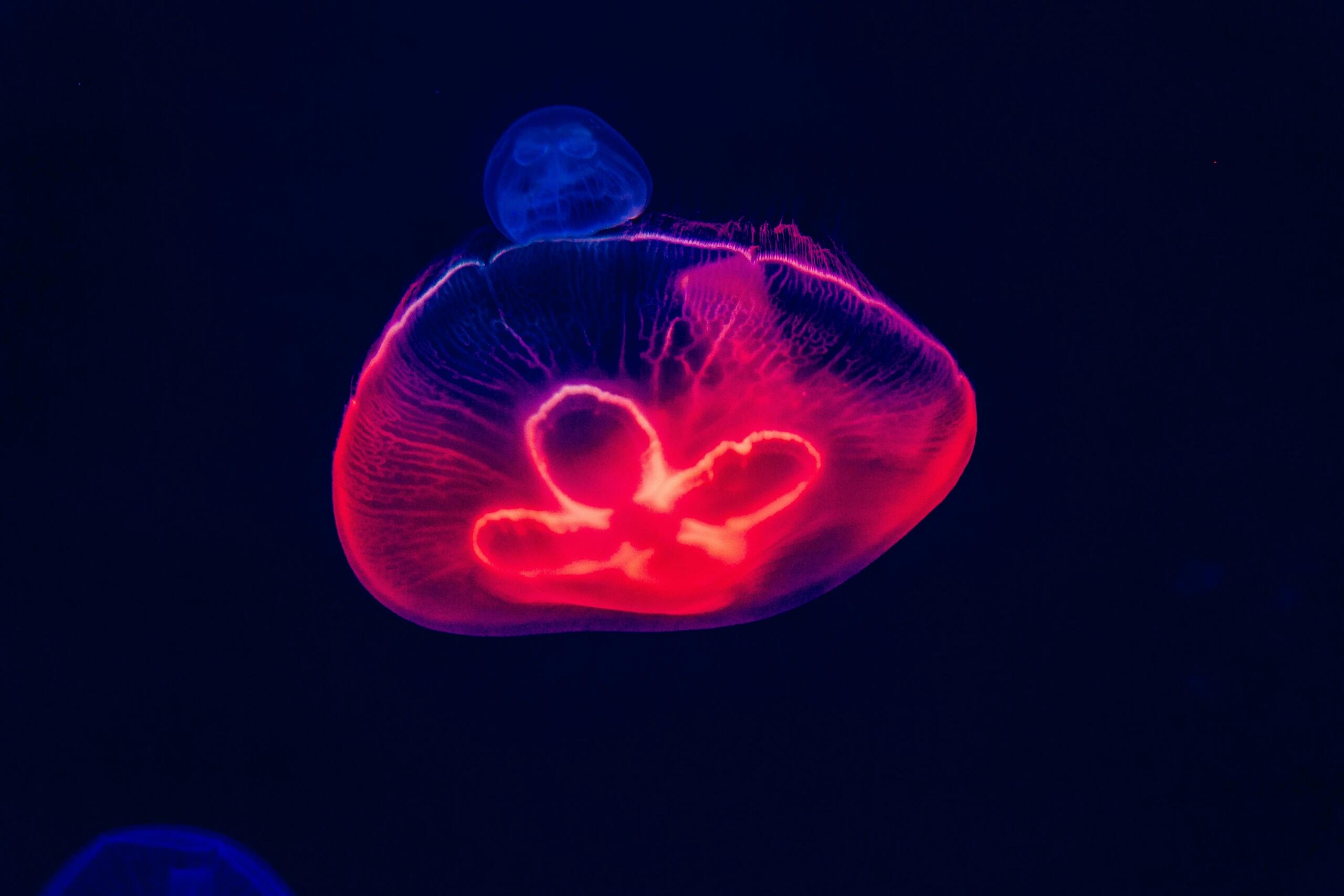 Online biology course