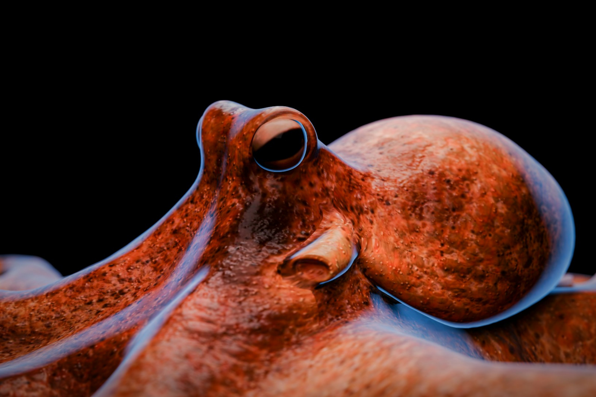 Close-up of a bright orange octopus with textured skin and prominent eyes, set against a black background.