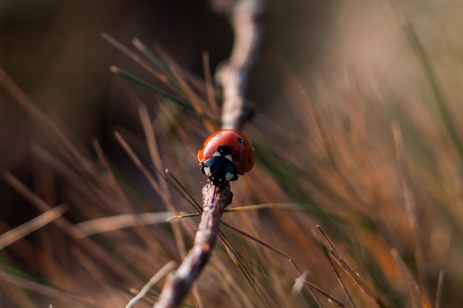 ladybug-ECU