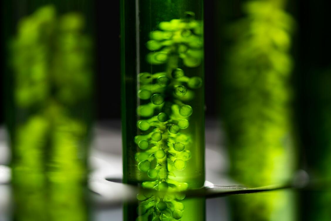 Biology Quiz Test Your Knowledge Of Living Organisms biology-quiz-test-your-knowledge-of-living-organisms