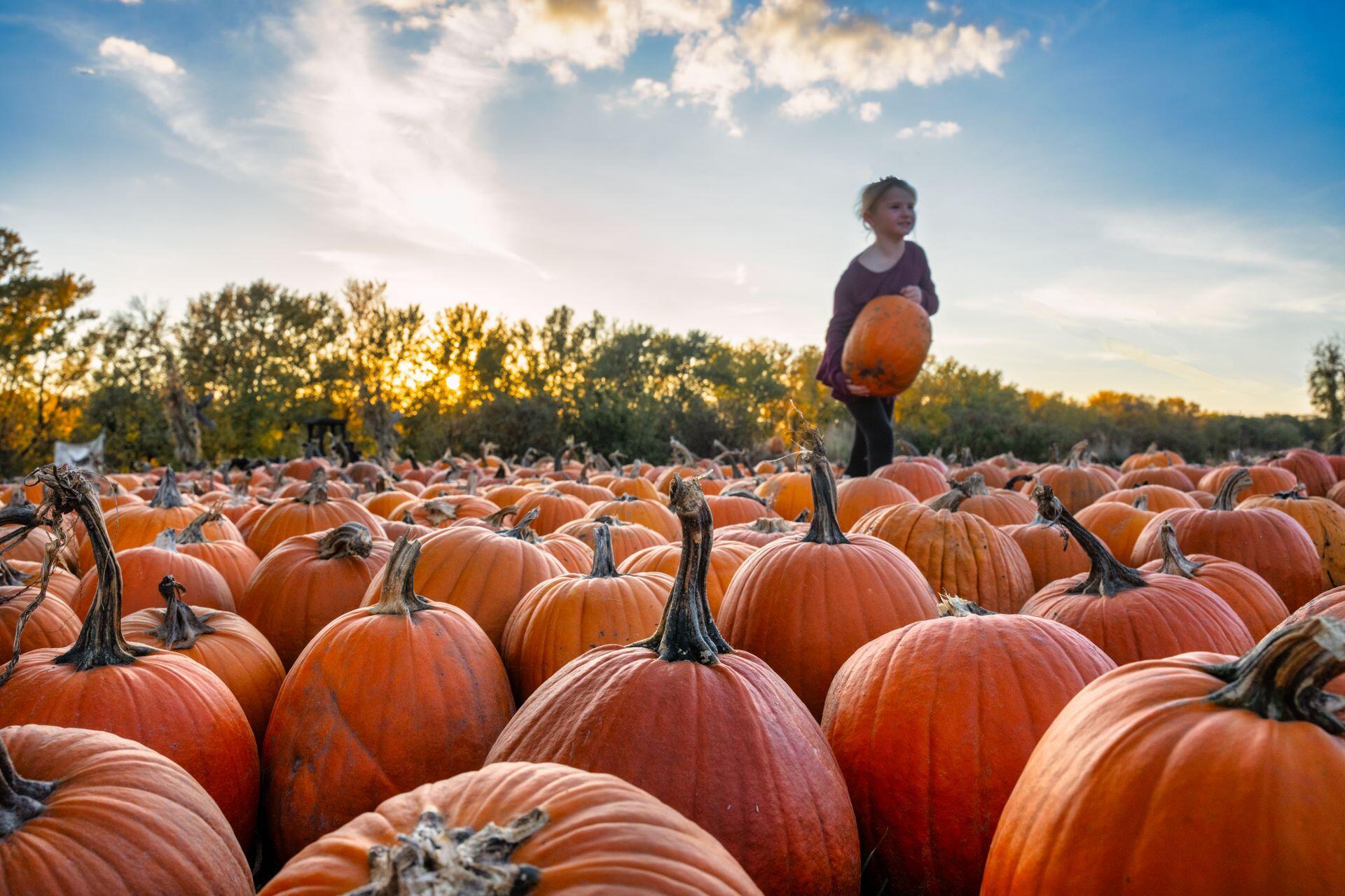 A child carries a pumpkin through a field packed with pumpkins, with trees and a partly cloudy sky behind them.