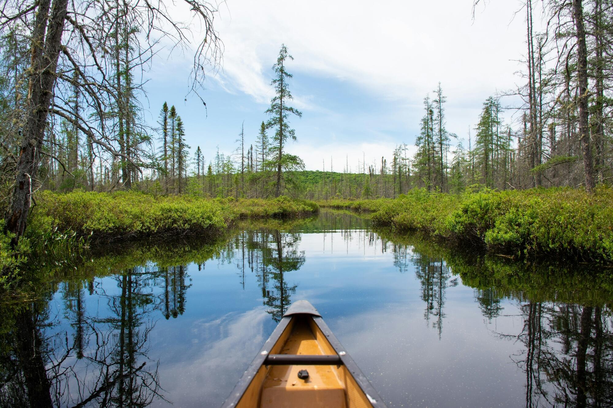 A canoe paddles through a tranquil swamp, with tall grasses and murky water creating a serene atmosphere.