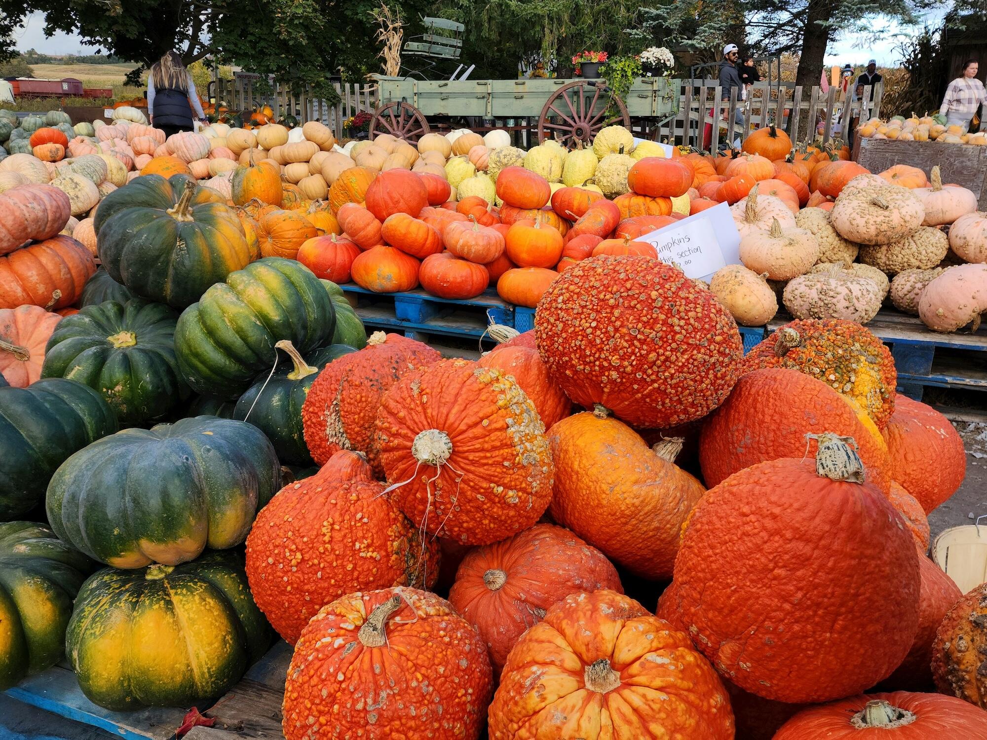 A vibrant selection of various pumpkins, including green and orange varieties, displayed on blue pallets at a bustling market.