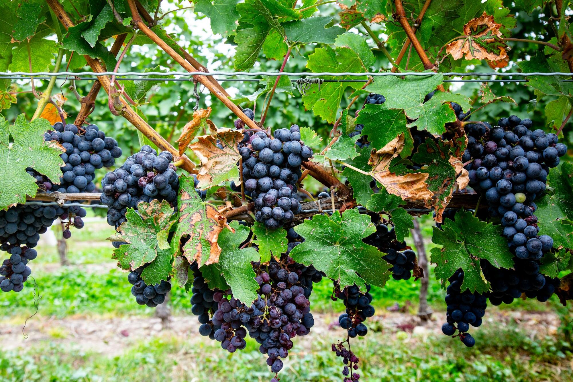 Bunches of ripe black grapes hang from a vine, surrounded by vibrant green leaves in a vineyard setting.