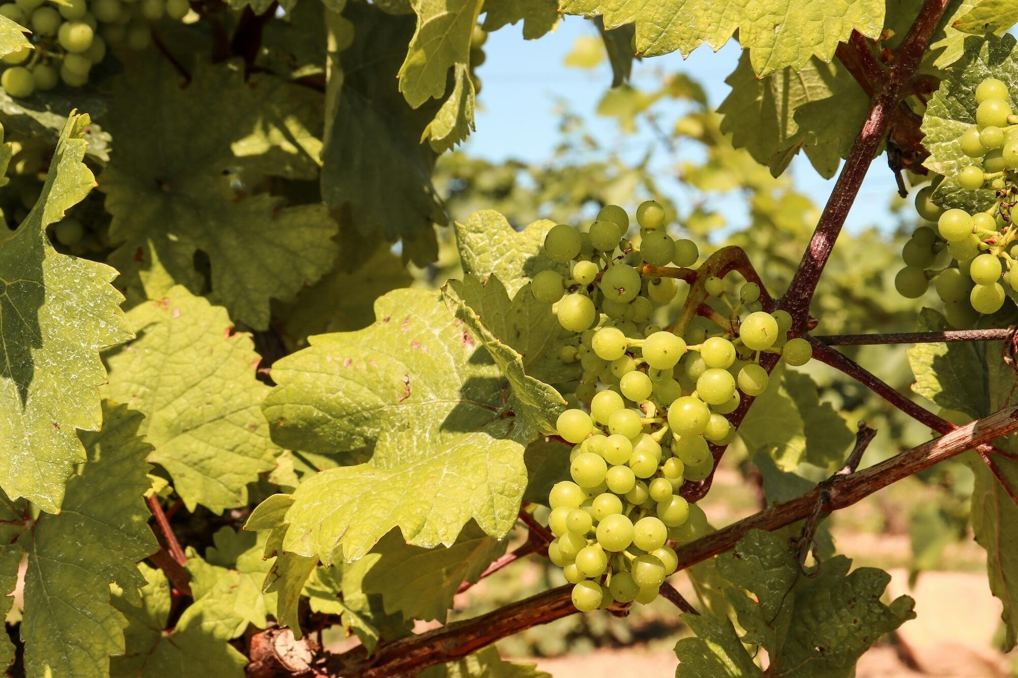 Bunches of green grapes growing on a vine surrounded by vibrant green leaves in a sunny vineyard.