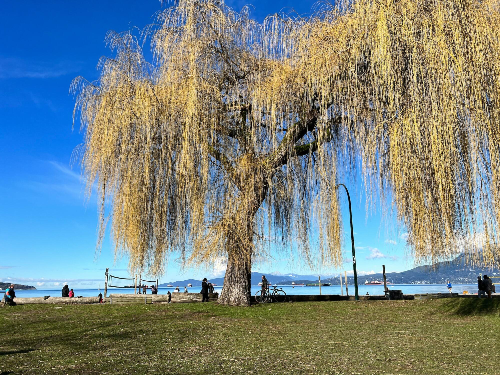 A large tree with vibrant yellow leaves against a clear blue sky.