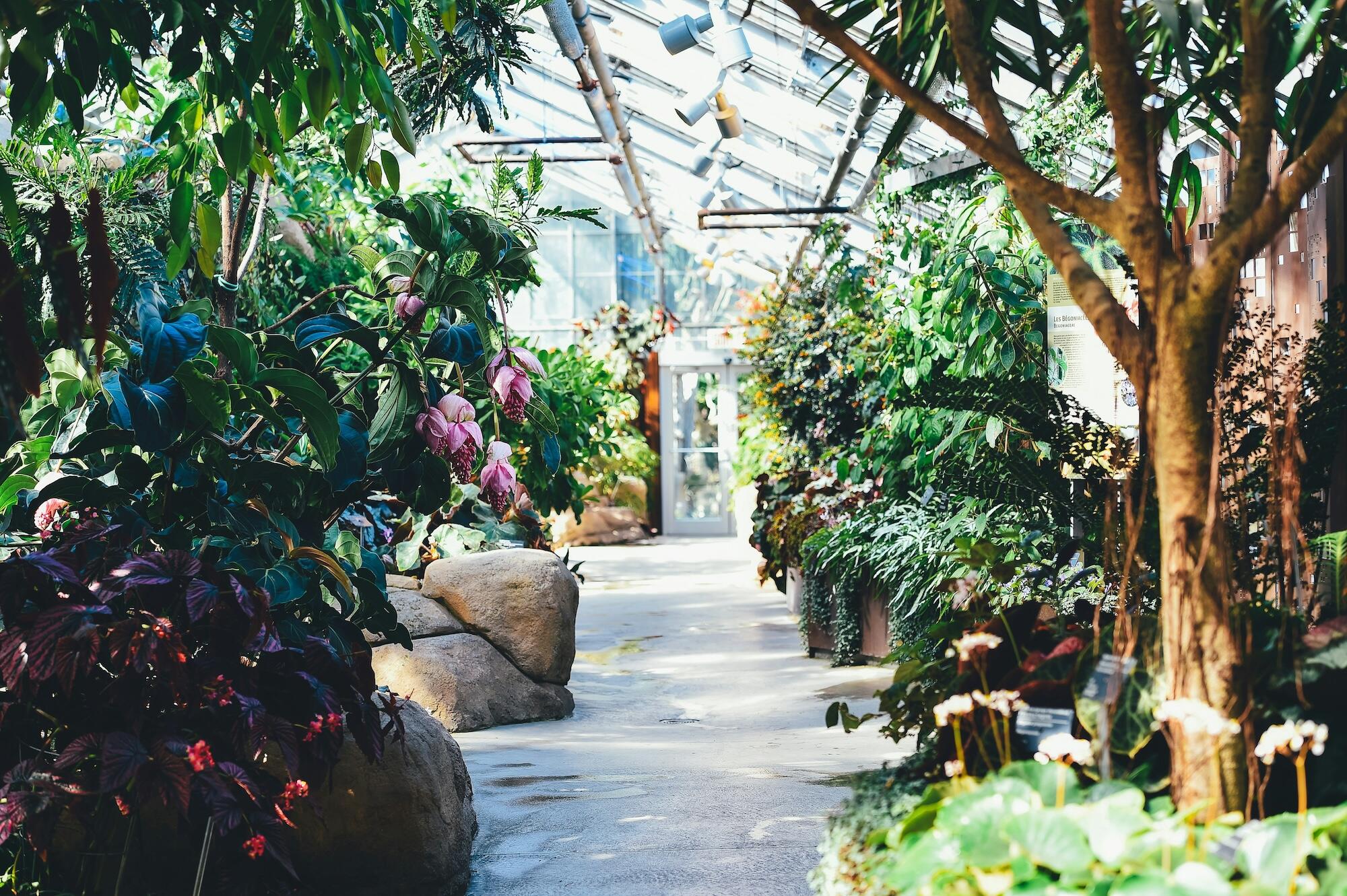 A lush greenhouse walkway lined with various plants, showcasing vibrant greenery and natural light filtering through.