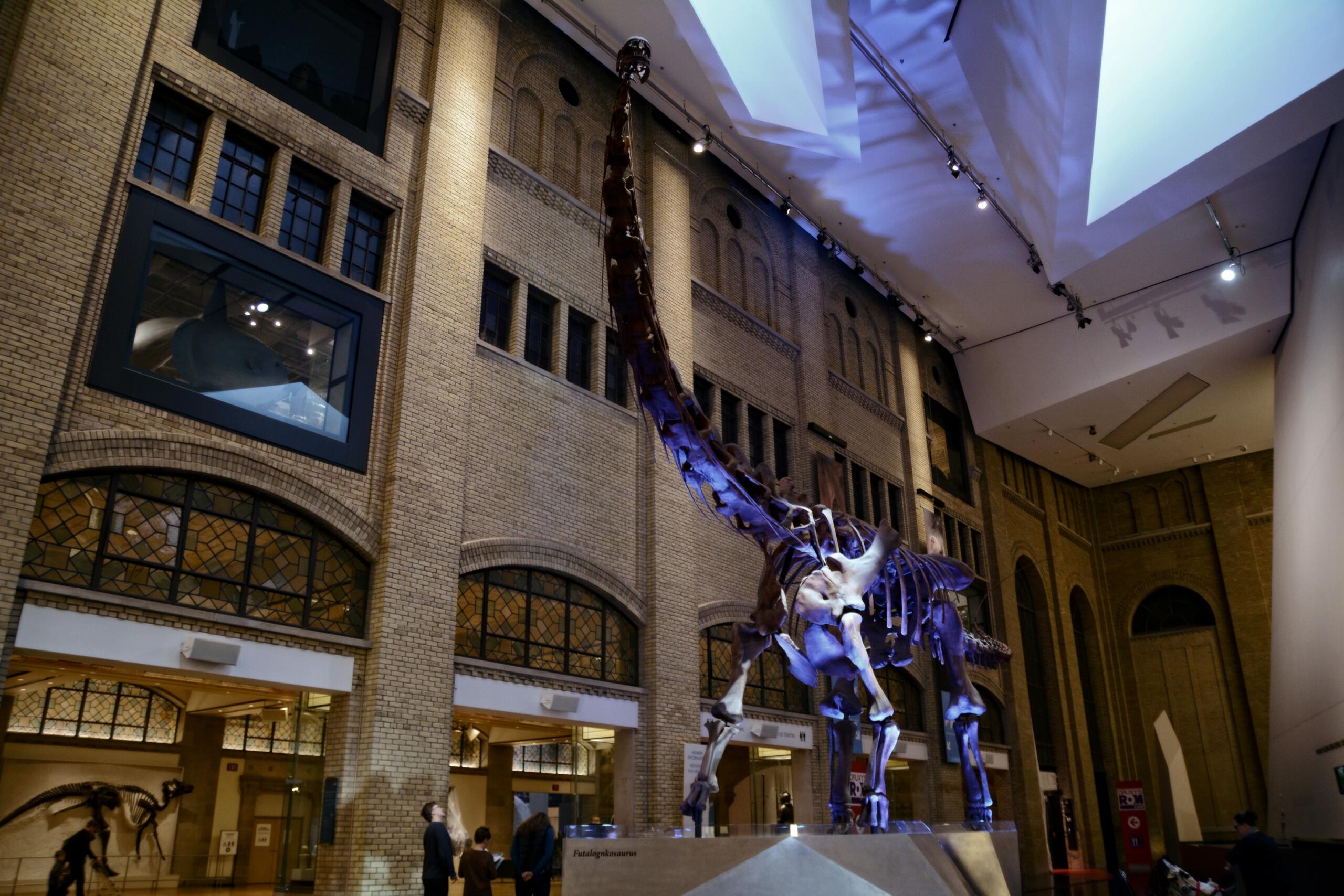 Photograph of the interior of the Royal Ontario Museum showing a dinosaur skeleton illuminated by purple lights and people walking through the room.