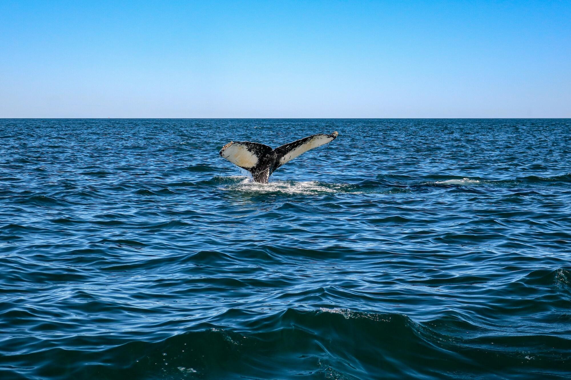 A humpback whale's tail emerges from the ocean, creating splashes against the blue water under a clear sky.