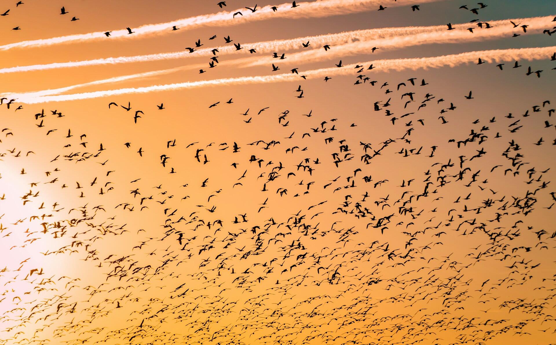A vast flock of birds fills the sky at sunset, silhouetted against an orange backdrop with crisscrossing vapor trails.