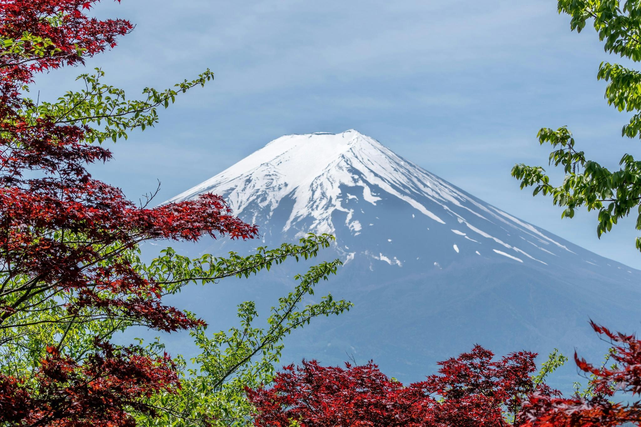 trees in the foreground with Mount Fuji rising in the background, its snow-capped peak visible against a clear blue sky.