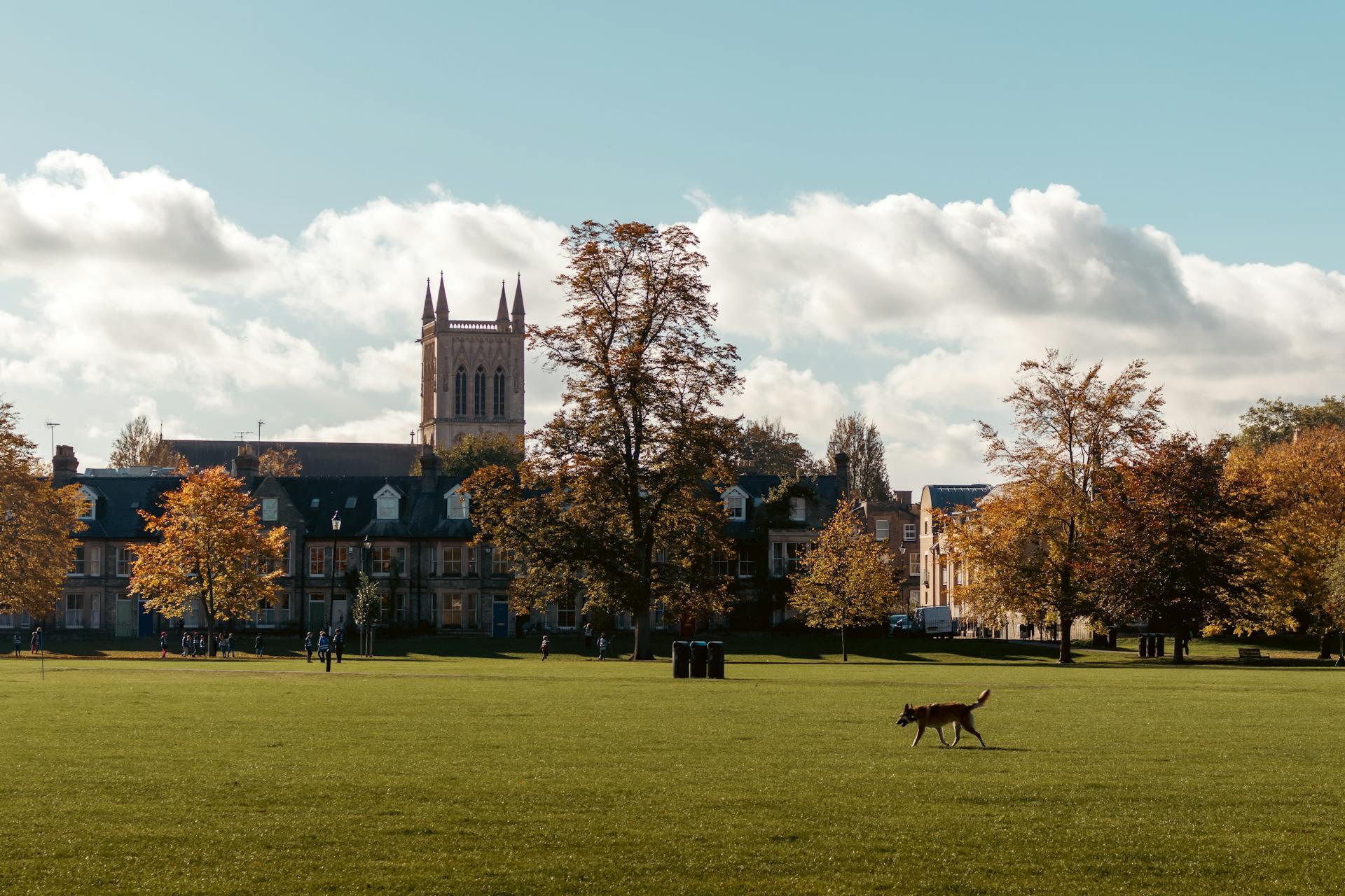 A dog walks through a field with a building visible in the background under a clear blue sky.