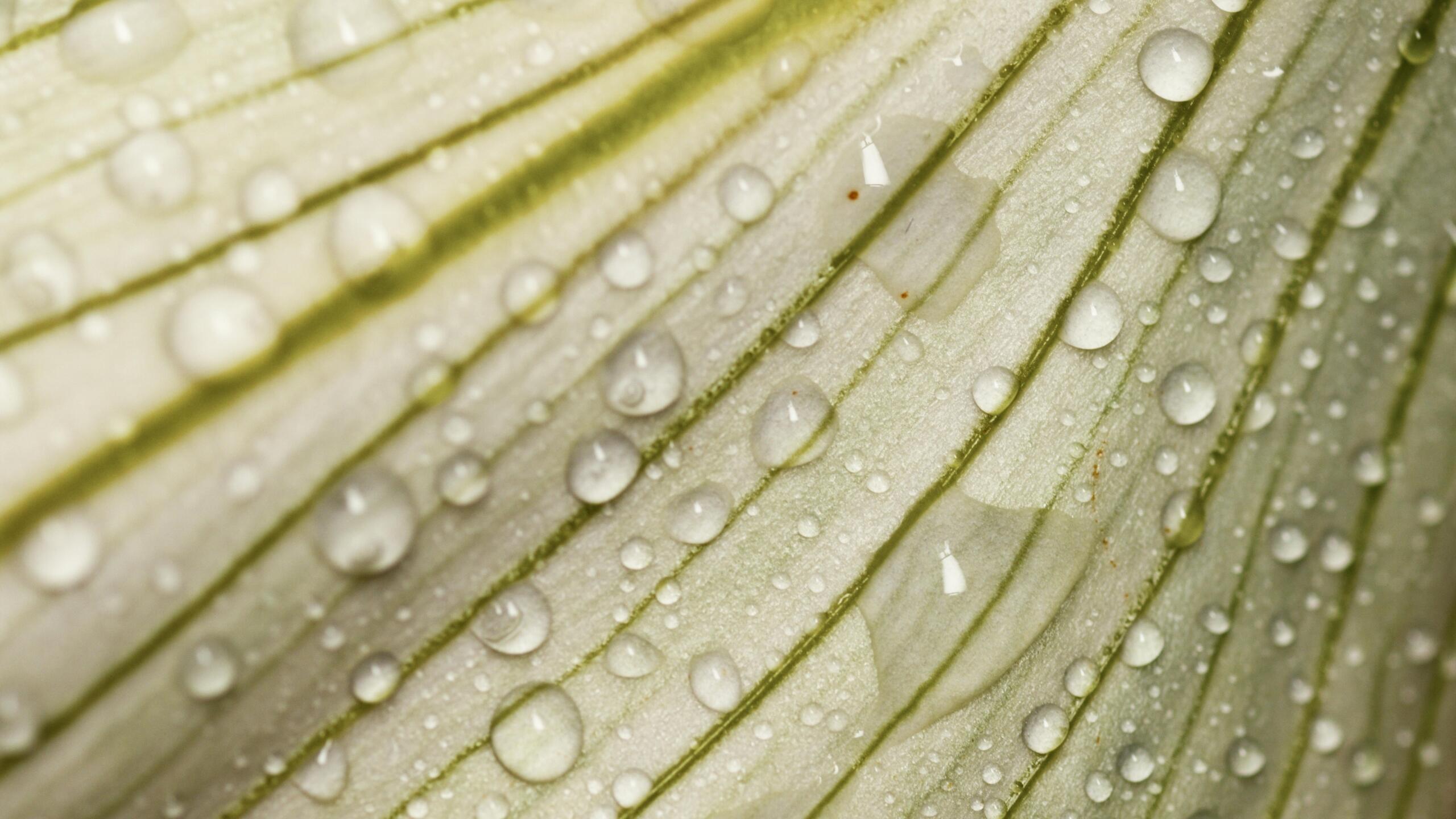 Close-up of a green leaf with visible water droplets, illustrating water movement and absorption related to osmosis.