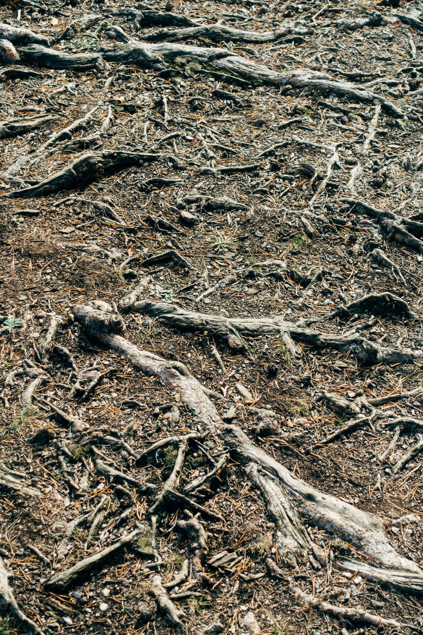 Close-up of tree roots spreading through soil, showing branching structure and absorption pathways underground. 
