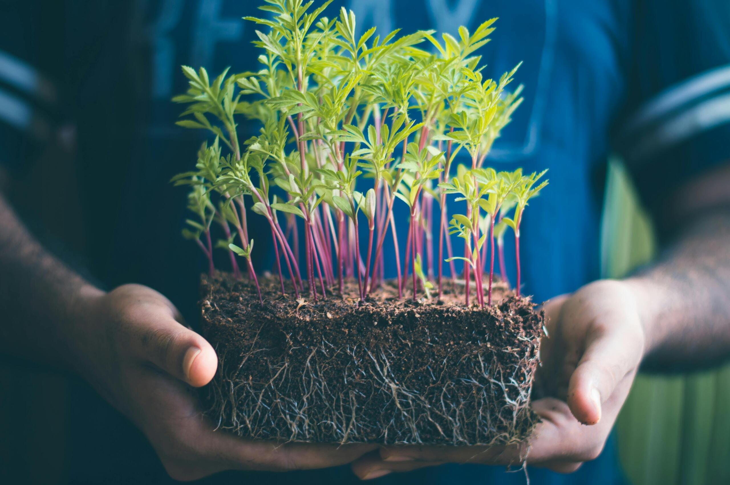 Person holding a plant with exposed roots, showing soil and root structure clearly visible.