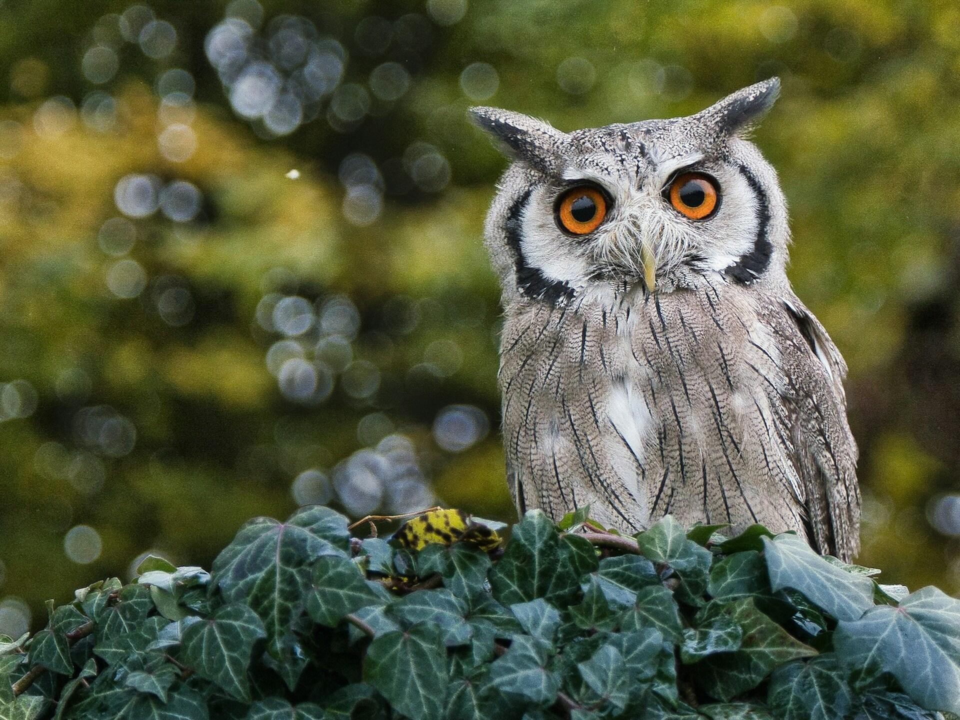 A close-up of an owl perched on ivy.