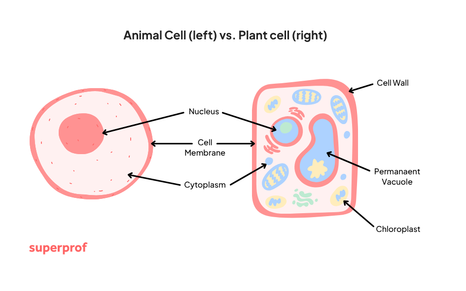 Labeled diagram comparing plant and animal cells, showing key organelles such as the nucleus, cell membrane, chloroplasts, cell wall, mitochondria, and vacuole.