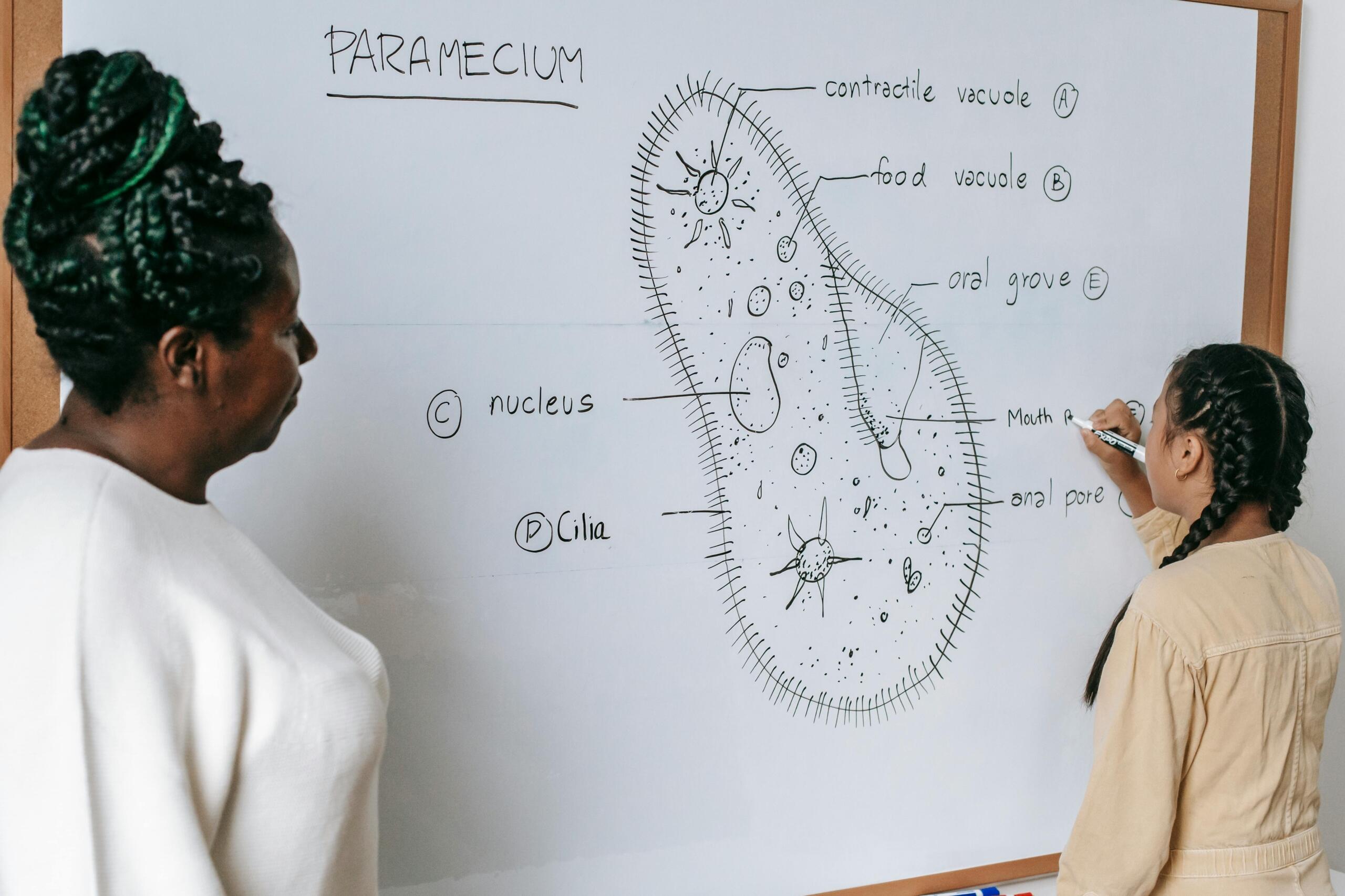 Teacher working with a student at a desk, using a white board to explain cells during a science lesson. Source: Katerina Holmes.