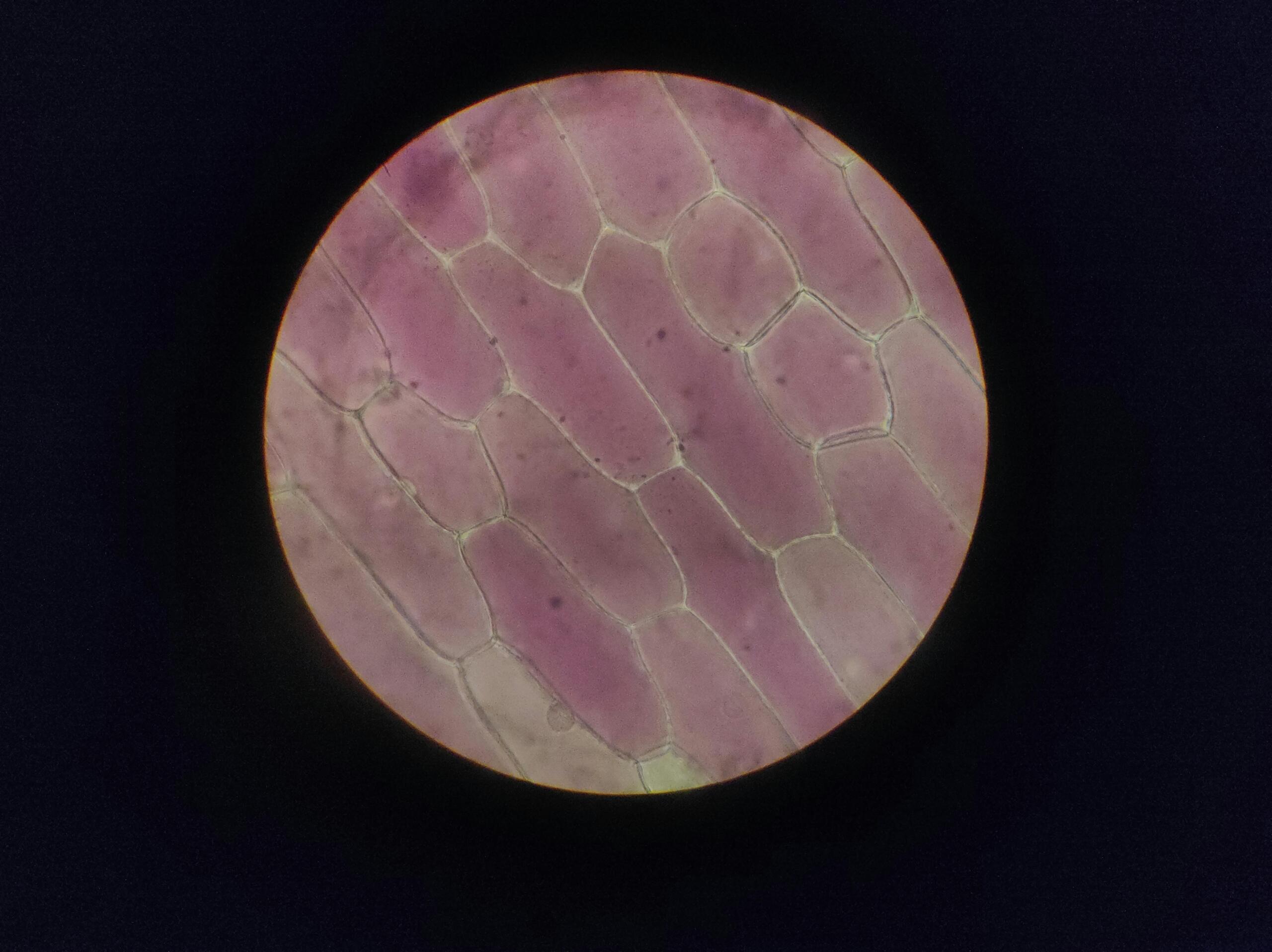 Microscopic image of a plant cell showing distinct cell wall, visible internal structures, and organized cellular compartments.