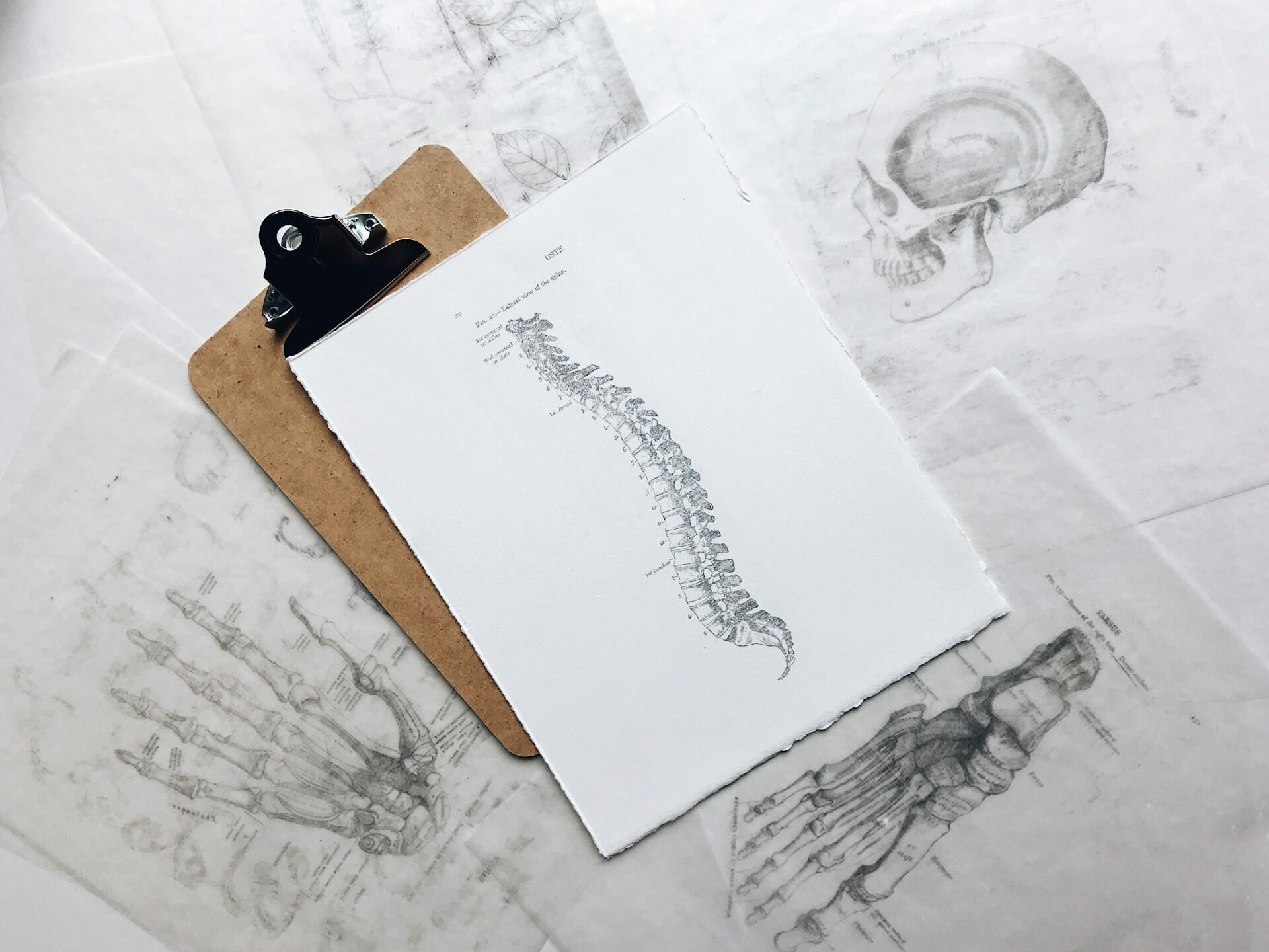 A clipboard displaying a skeleton drawing alongside another clipboard filled with papers.
