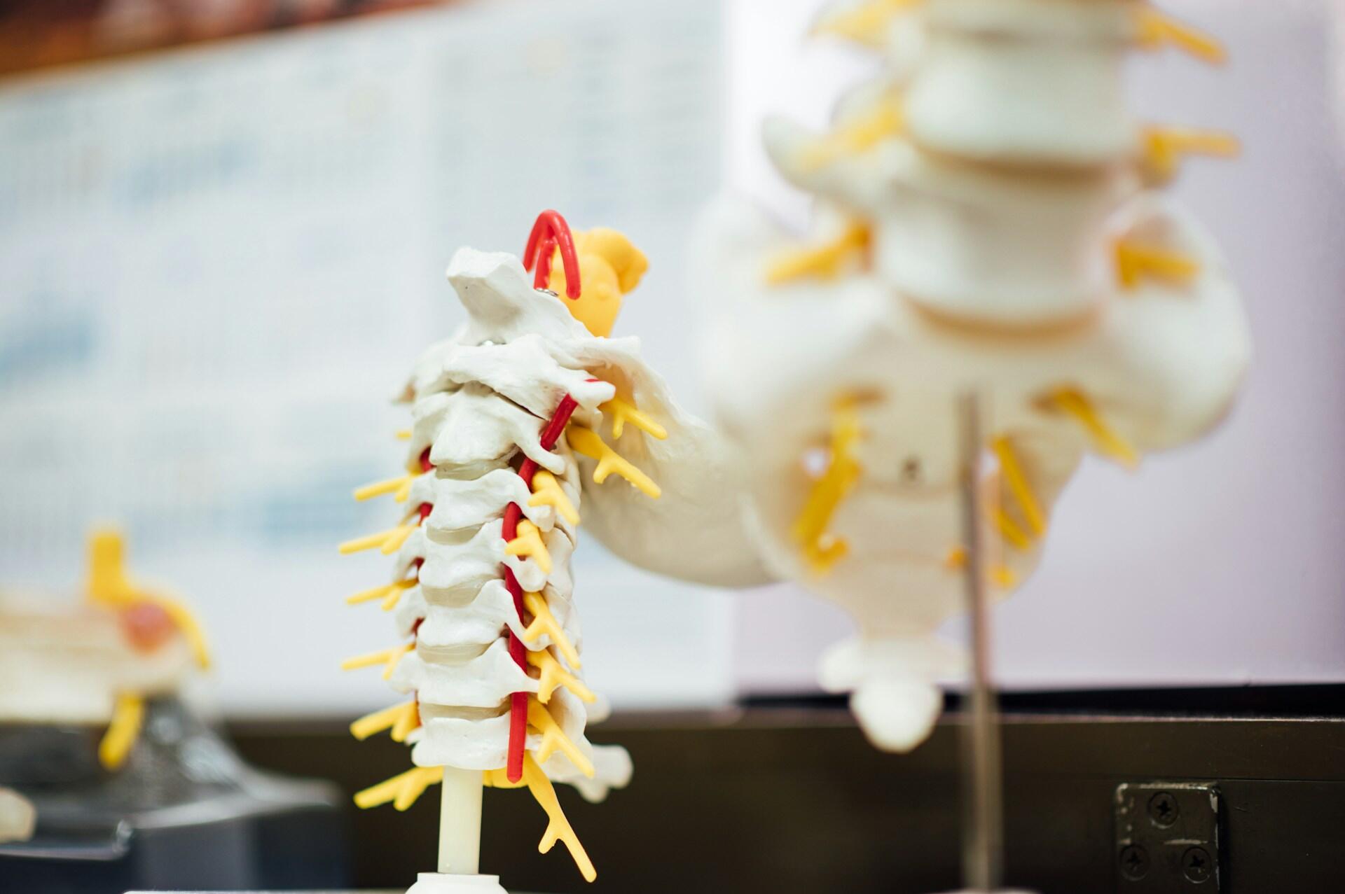 A detailed model of the human spine is positioned on a table, showcasing its anatomical structure and alignment.