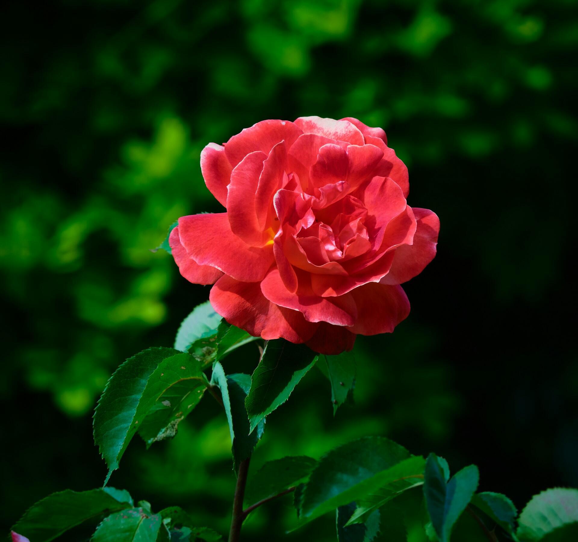 Eine einzelne rote Rose vor grünen Blättern.