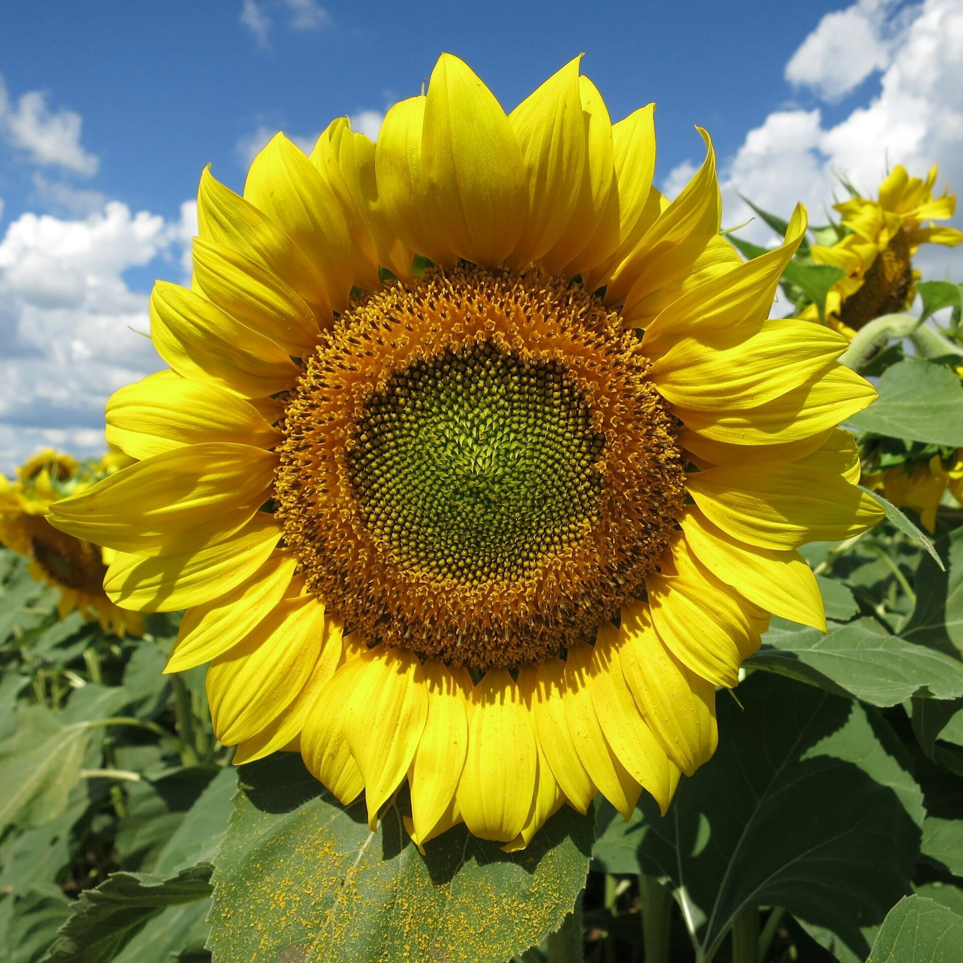 A sunflower in a field with a blue sky in the background.
