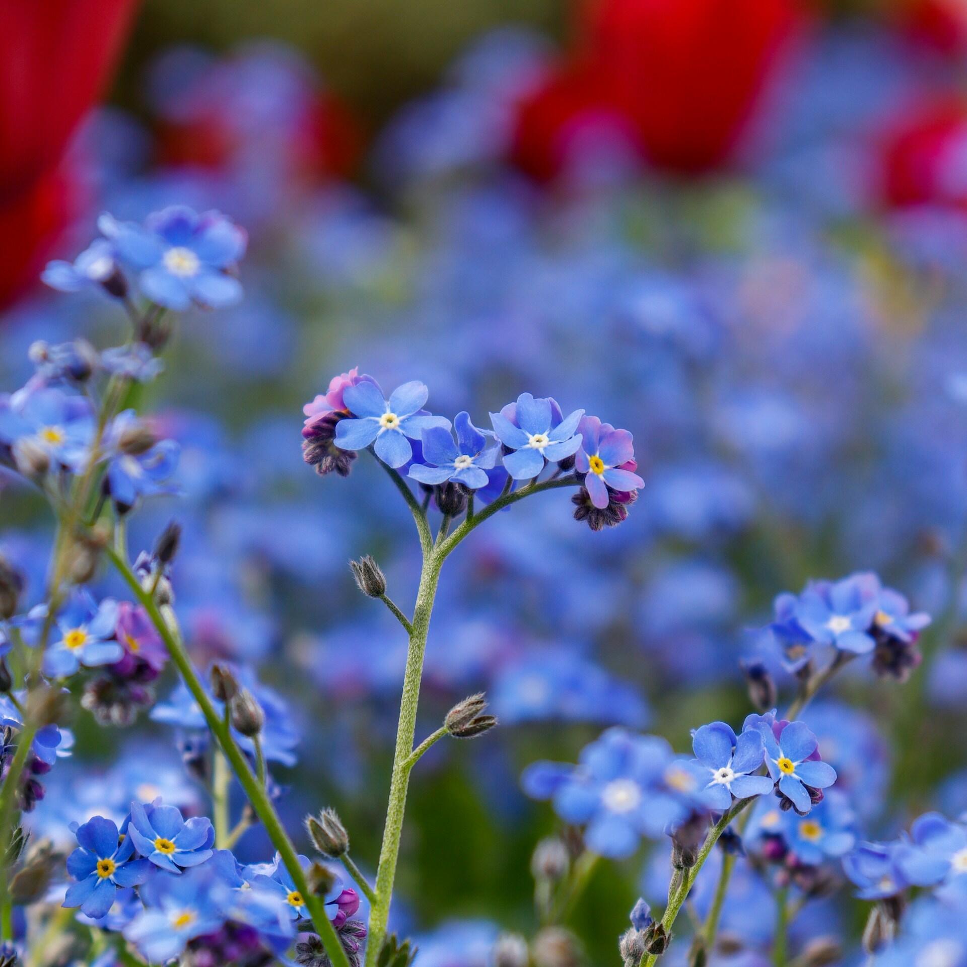 A field of blue and red flowers with a forget-me-not in the foreground.