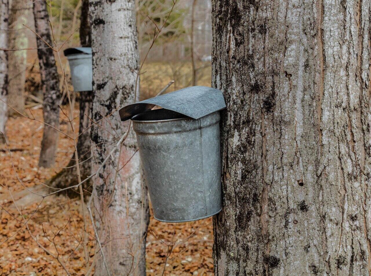 Metal sap buckets attached to tree trunks in a forest during maple syrup collection season.