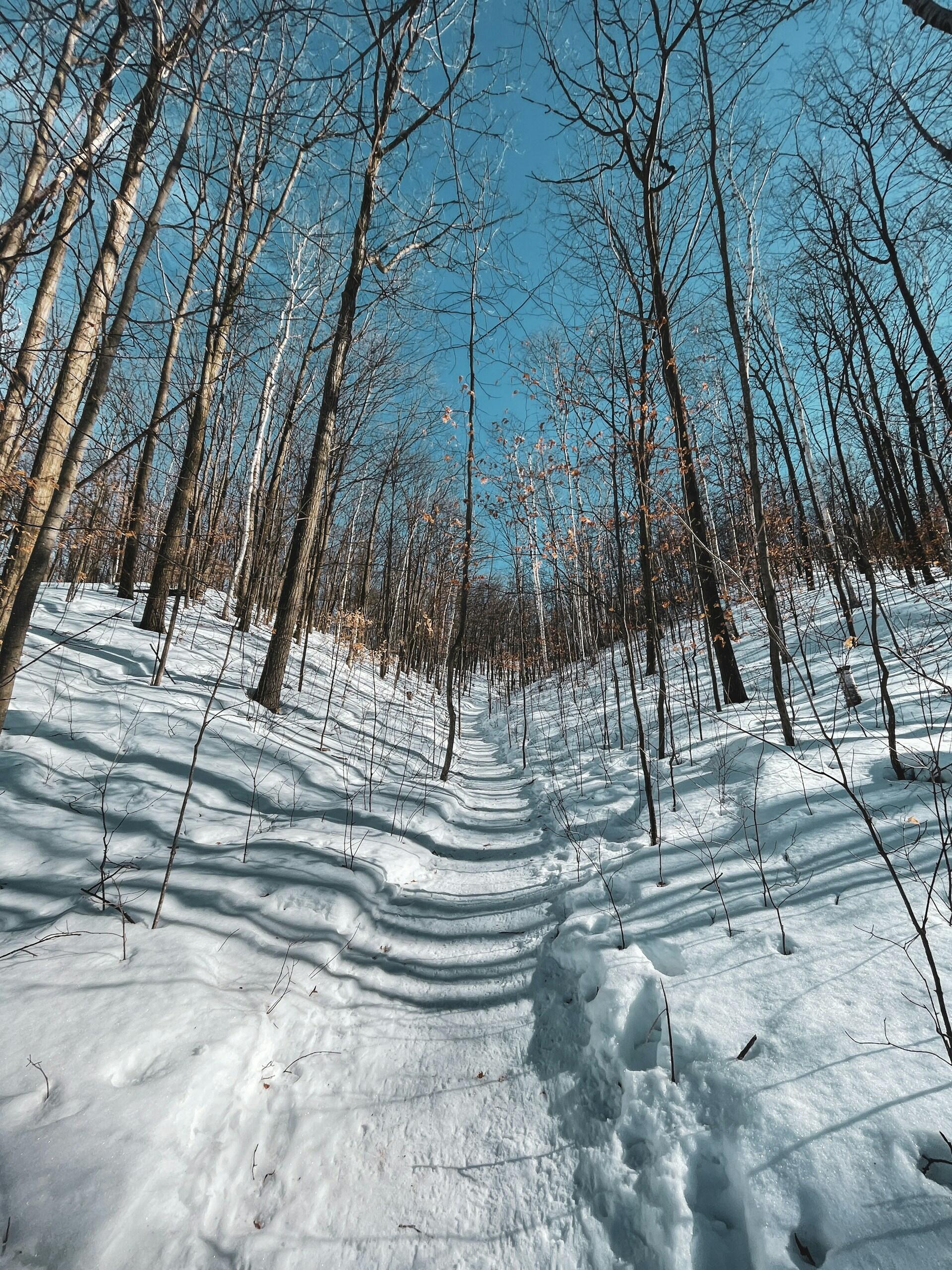 Snow-covered forest trail lined with bare trees under a clear blue sky in winter.