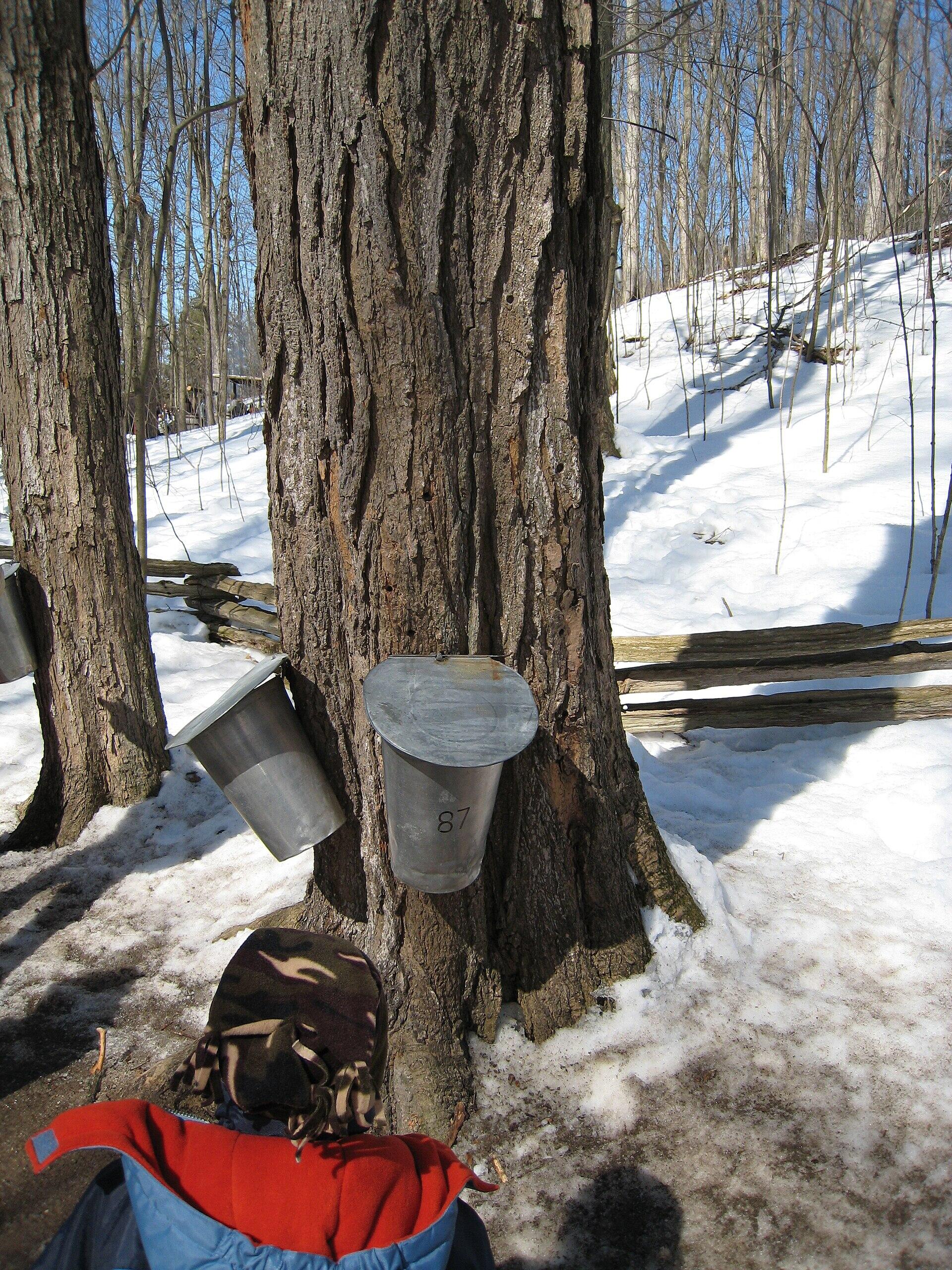 Metal sap buckets attached to maple trees in a snowy forest during sugaring season.