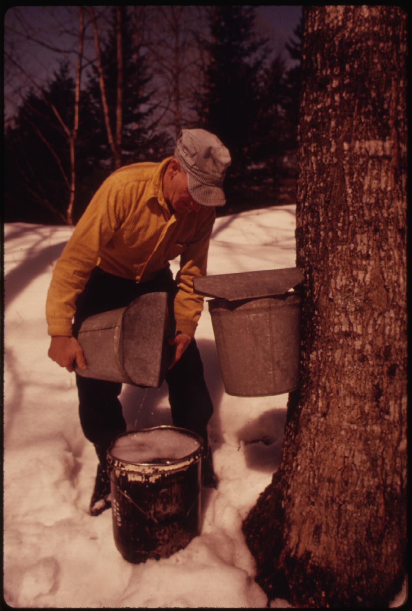 Man in yellow shirt collecting sap from a tapped maple tree into a metal bucket in a snowy forest.