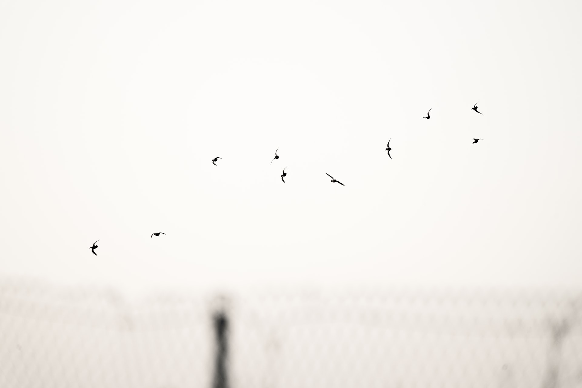 Oiseaux libres en vol