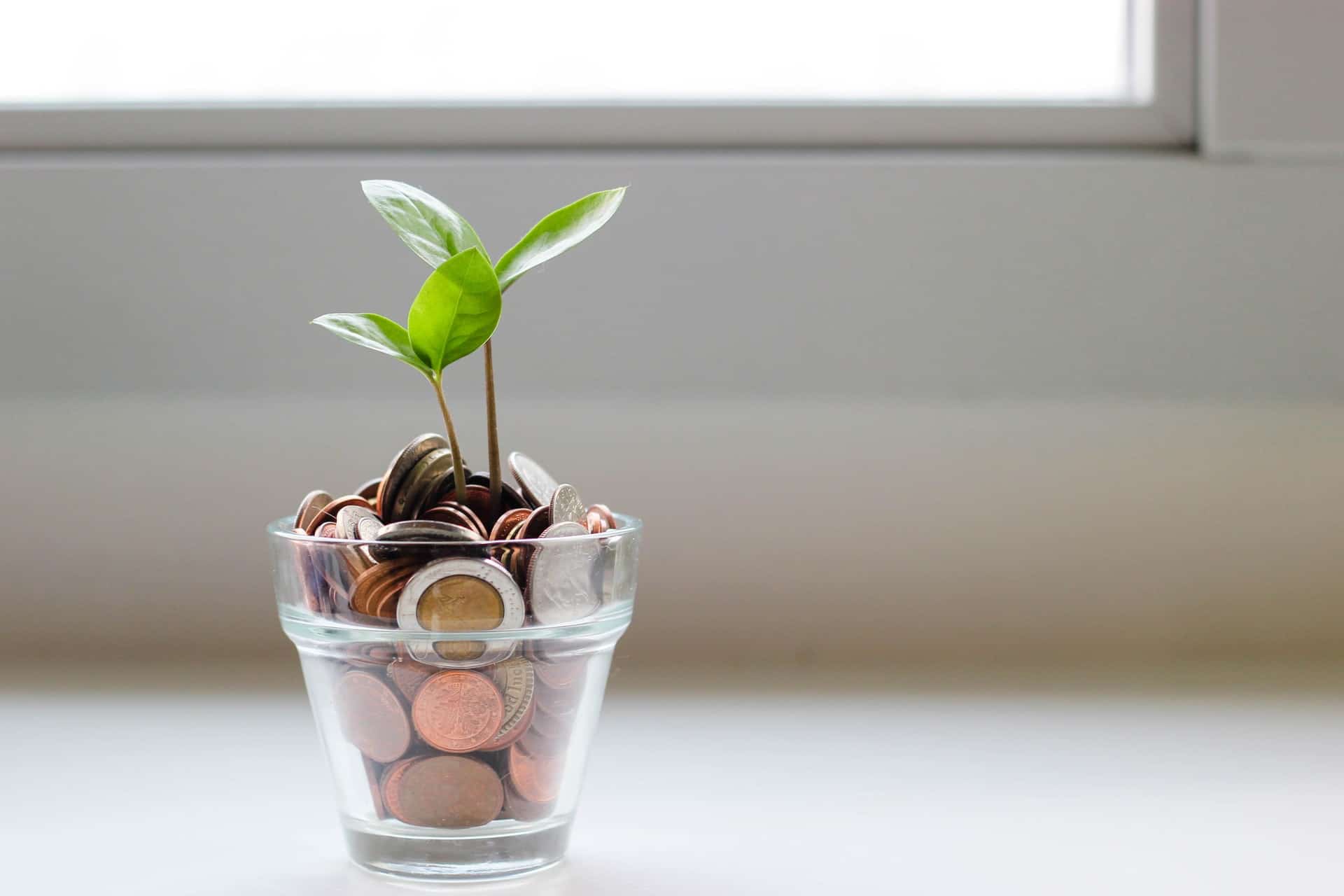 pièces de monnaie dans un peau faisant pousser une plante