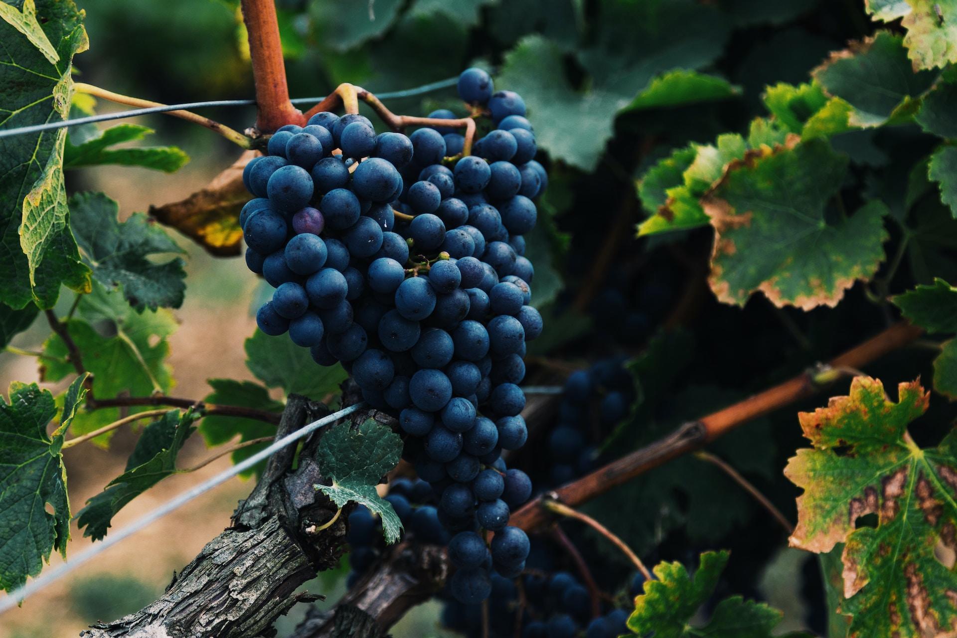 vin espagnole