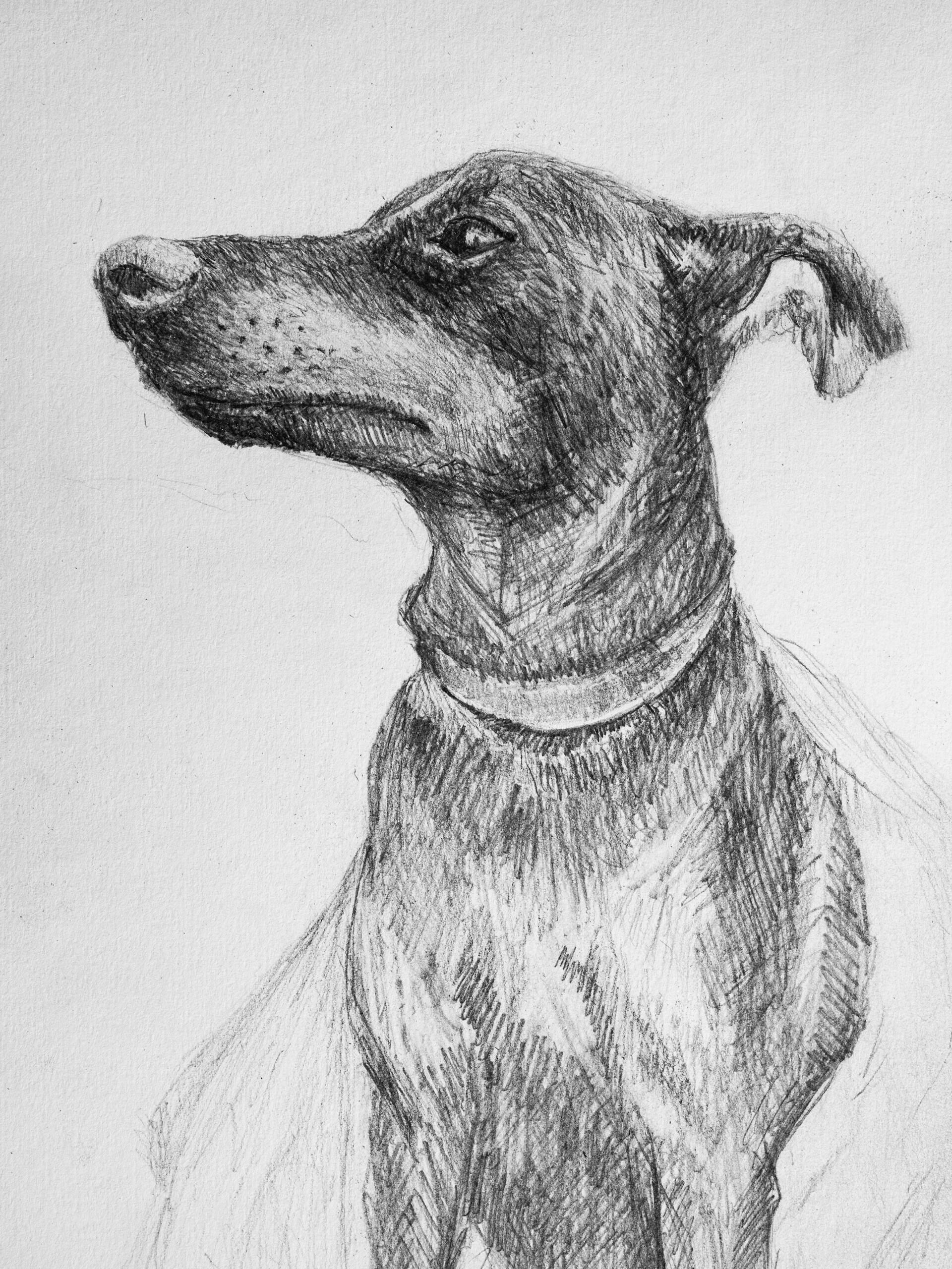 dessin croquis de chien