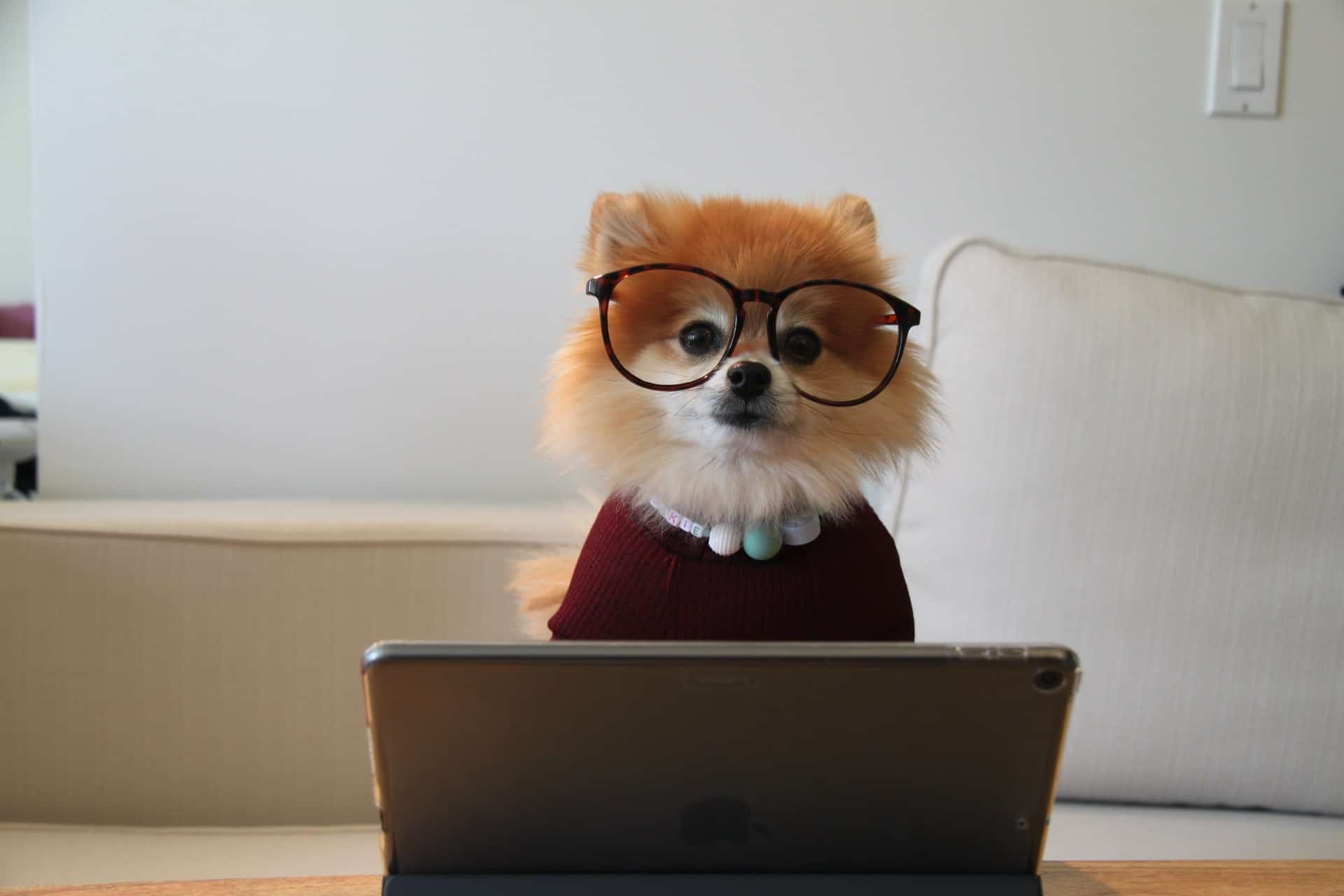 Adorable chien déguisé en prof de maths derrière son laptop