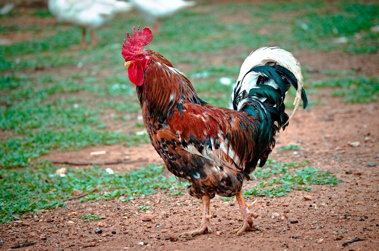 un beaucoq en pleine nature