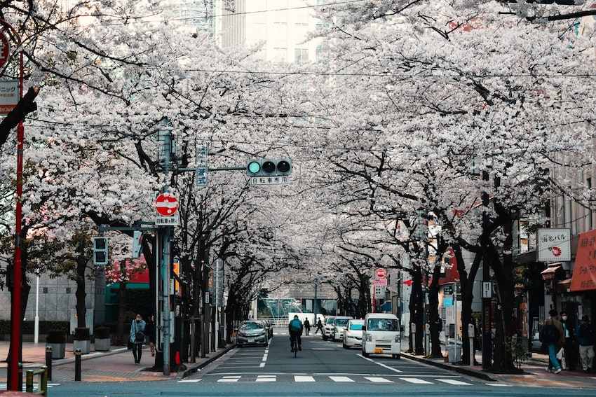 Sakura en fleurs