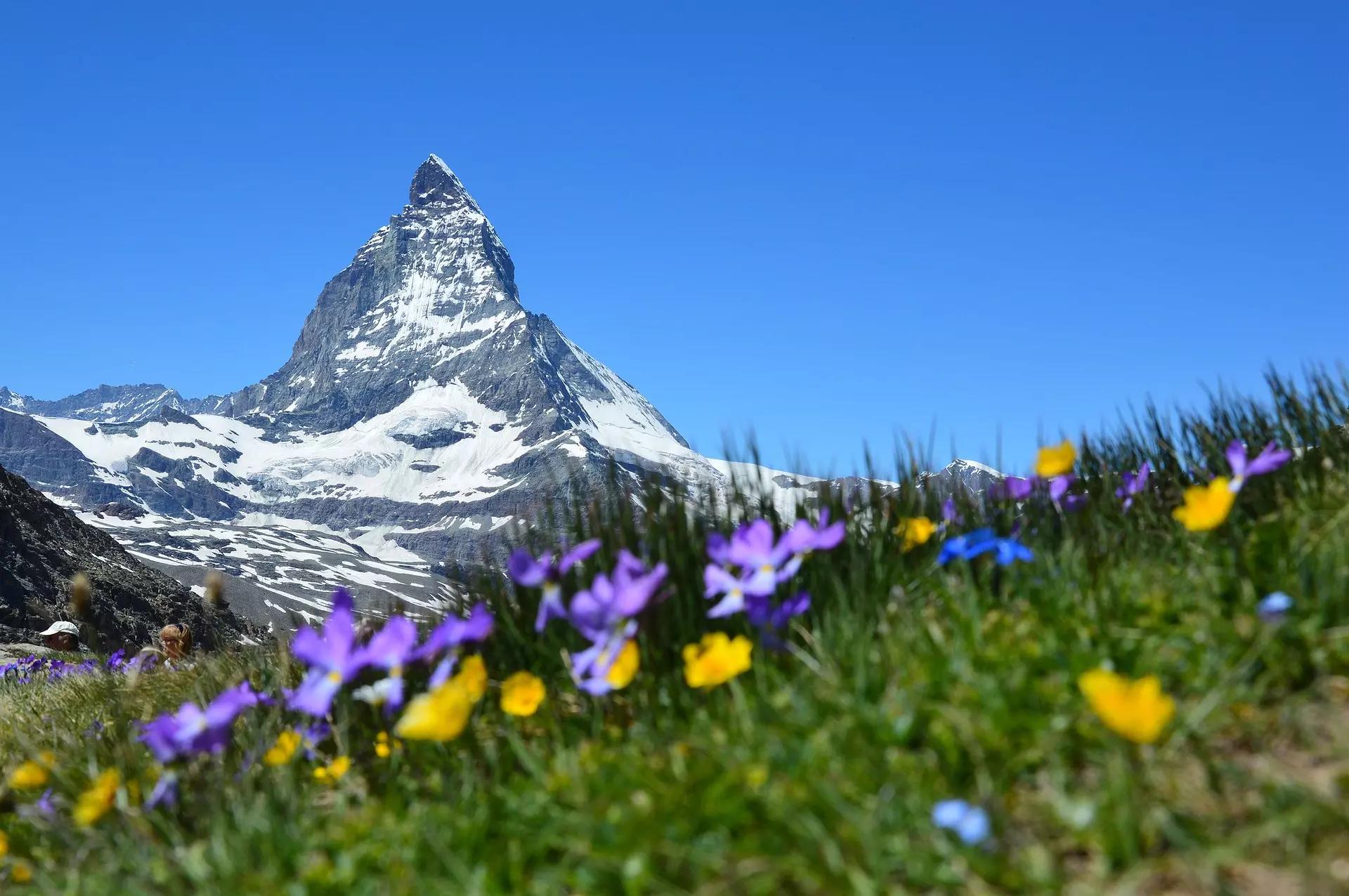 prairie avec des fleurs colorées ainsi qu'une belle montagne et un beau ciel bleu en arrière fond