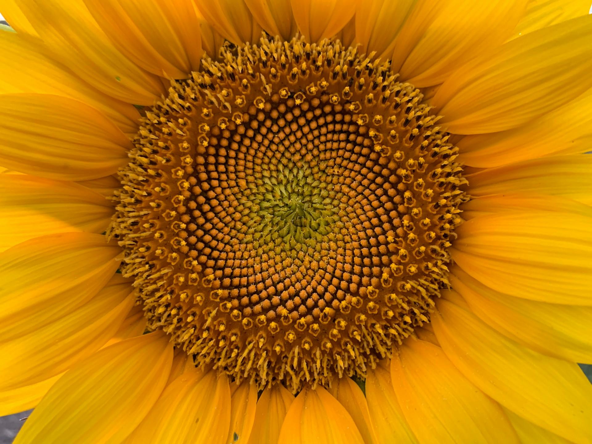 pétales de tournesol jaune