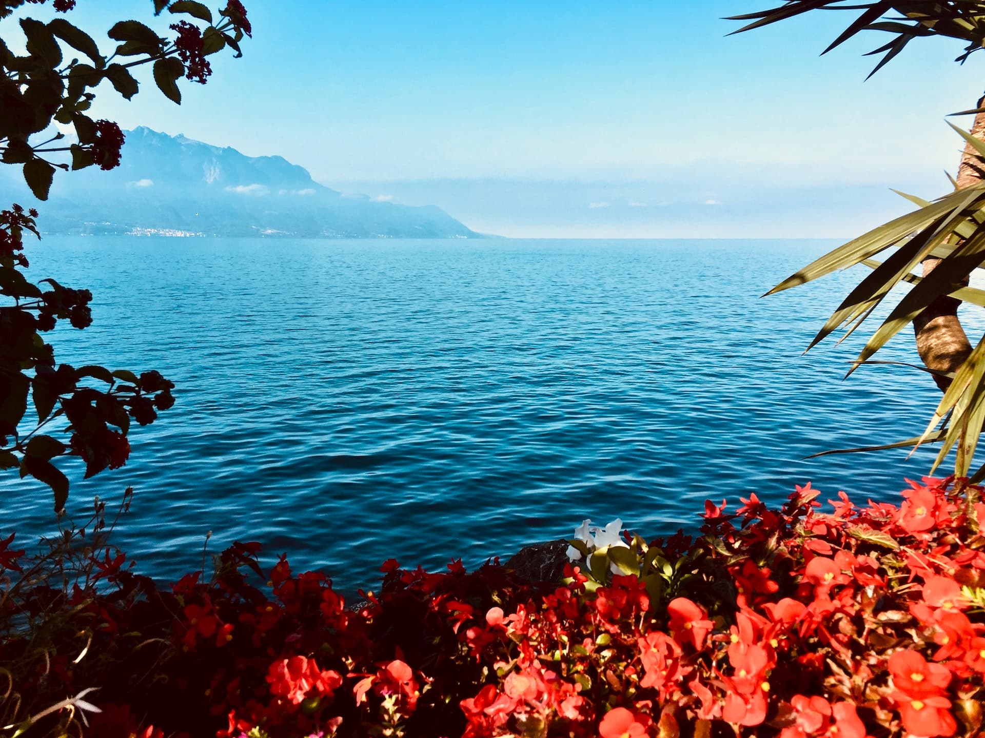 vue du lac et de fleurs rouges a montreux