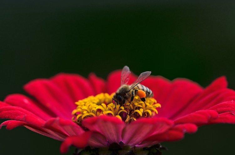 Une abeille sur une fleur