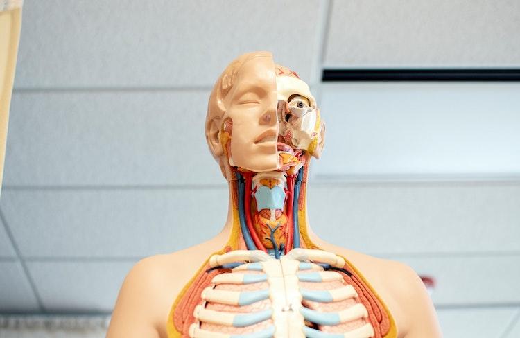 Un modèle de corps humain